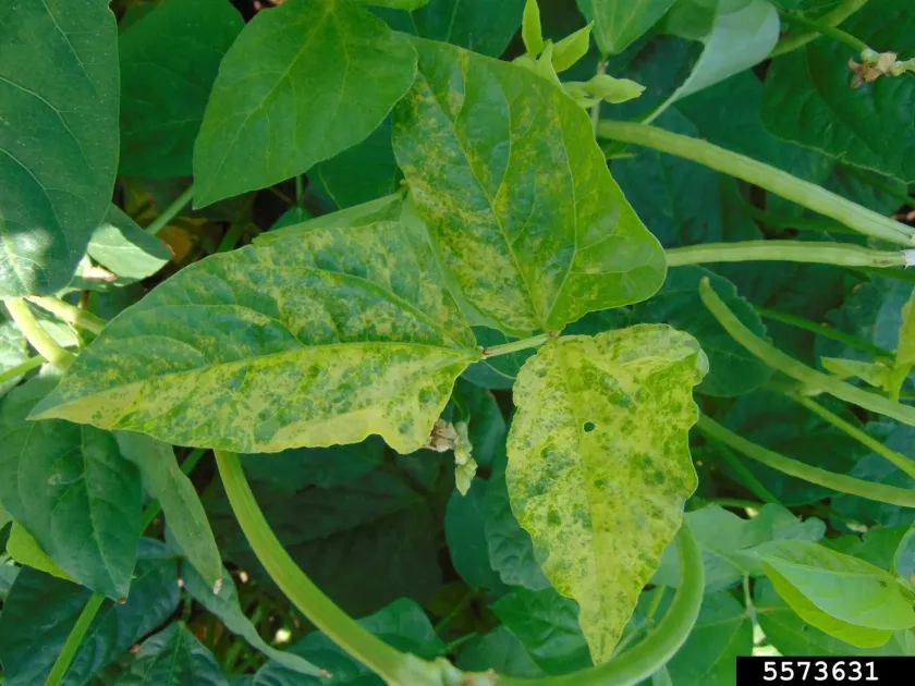 Cowpea mosaic