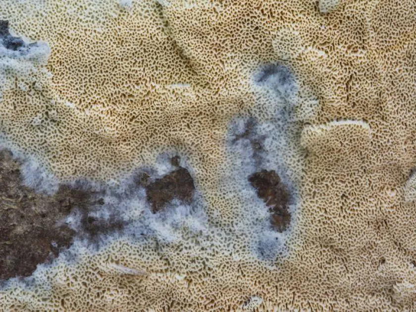 Schizopora flavipora