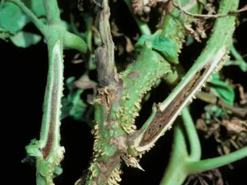 Tomato pith necrosis
