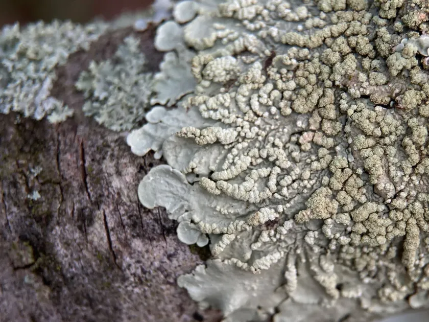 Flavoparmelia soredians