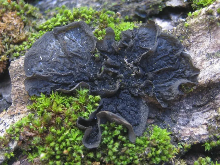 Collema furfuraceum