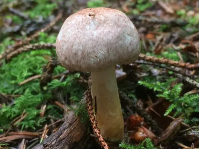 Печериця приємненька