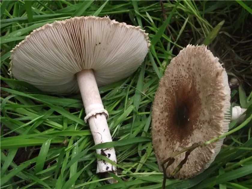 Macrolepiota phaeodisca