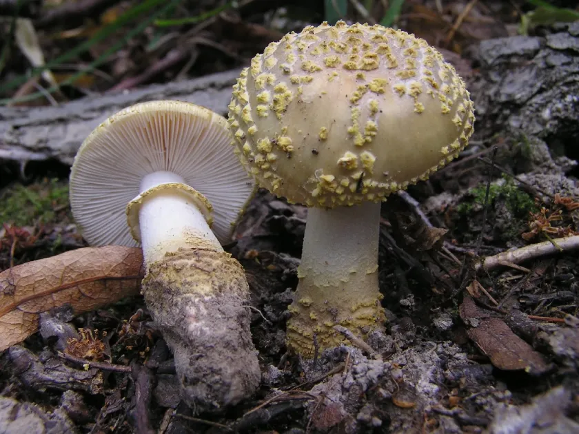 Franchet's amanita