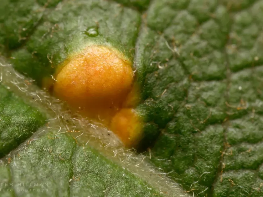 Poplar rust