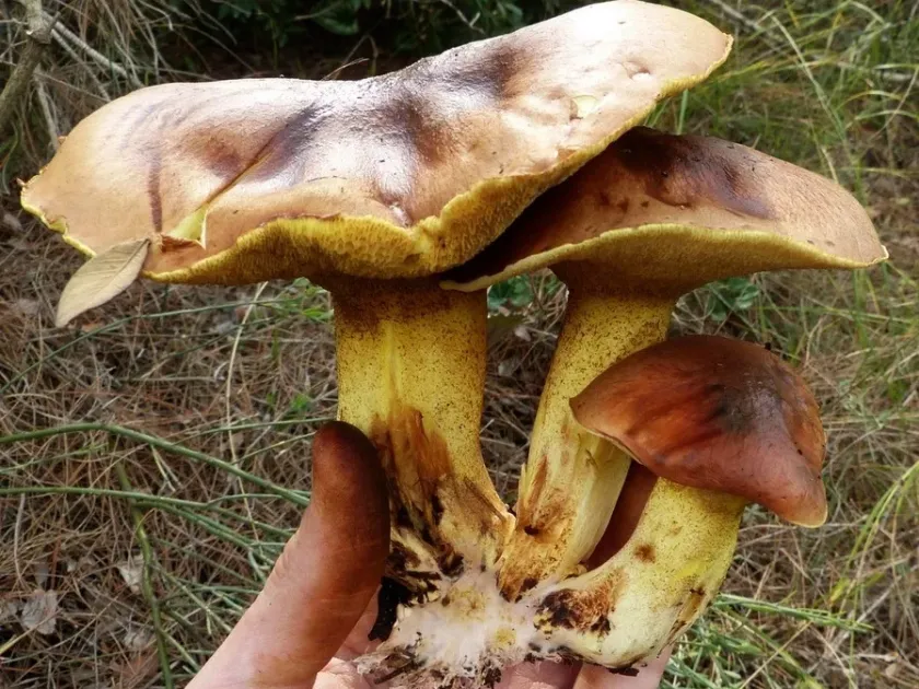 Suillus collinitus