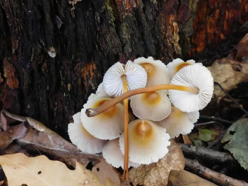 Mycena maculata