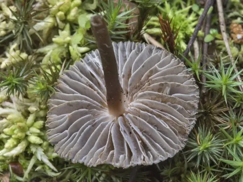 Mycena megaspora