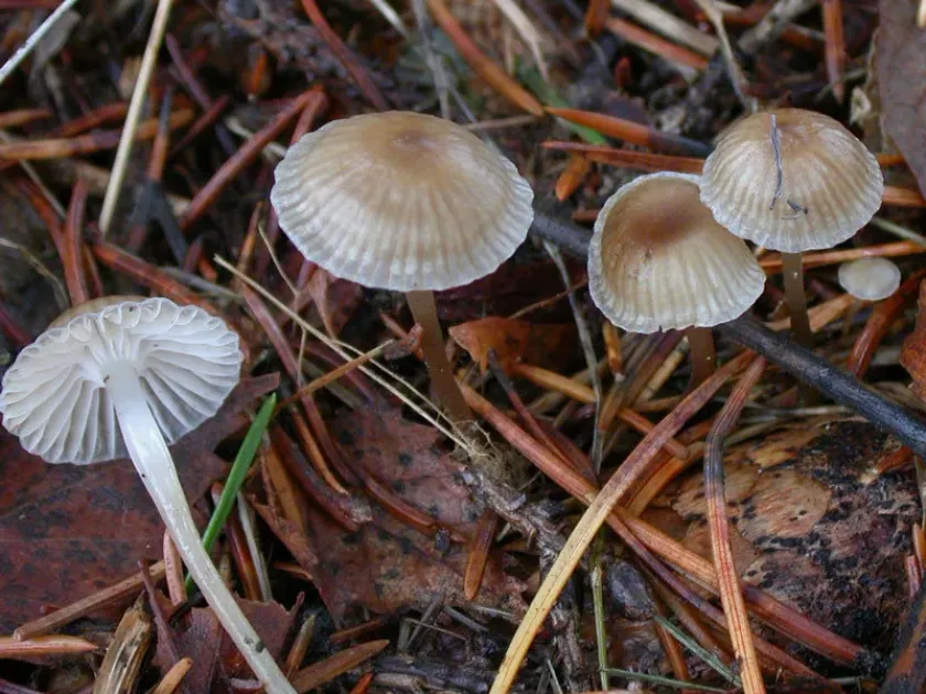 Common bonnet