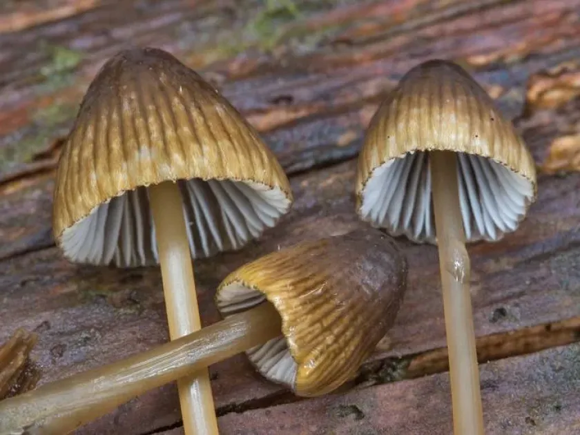 Green-edged mycena