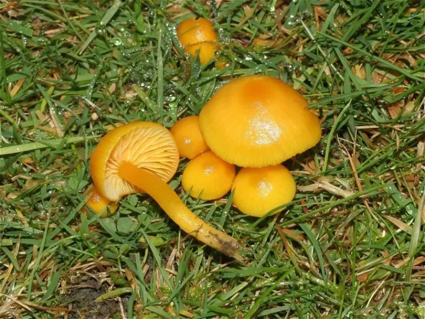Yellow waxcap