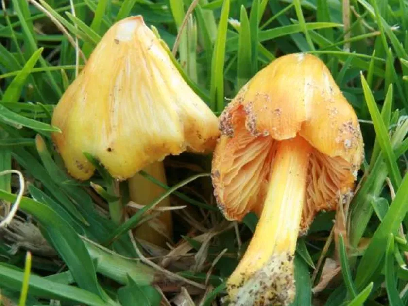 Hygrocybe aurantiolutescens