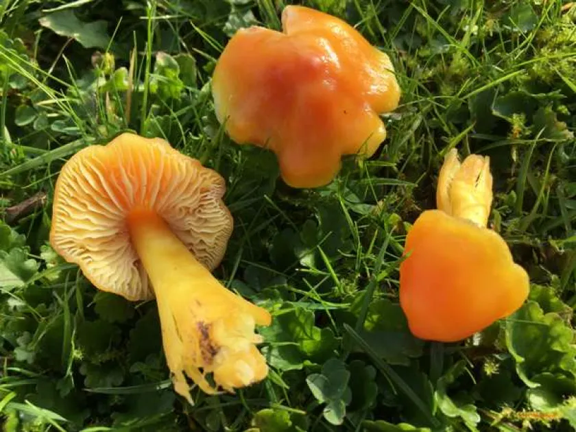 Hygrocybe aurantiosplendens