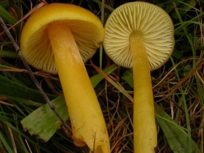 Golden wax cap