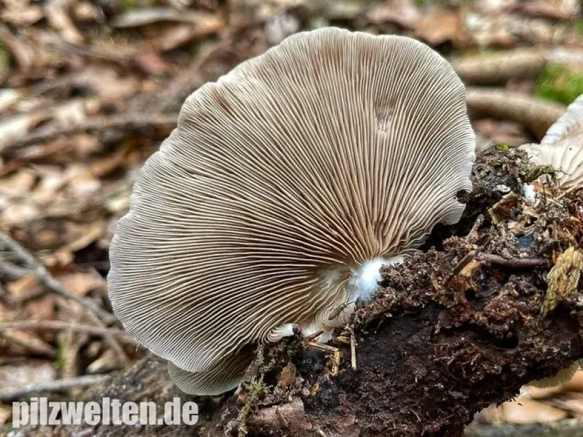 Crepidotus autochthonus