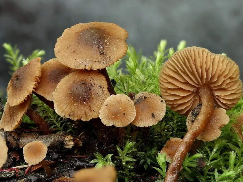 Naucoria escharioides