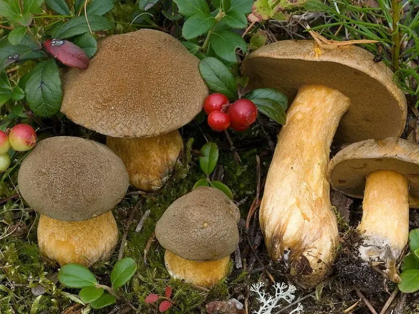 Suede Bolete
