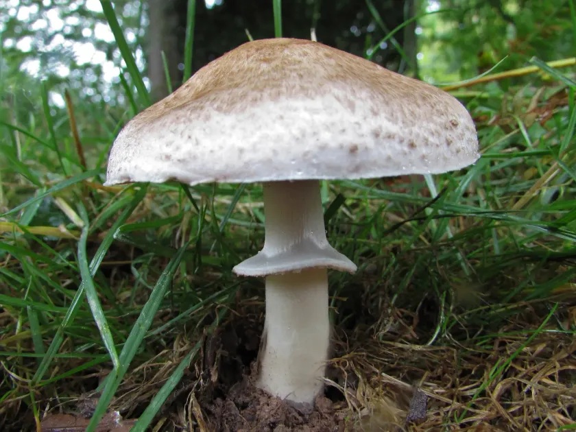 Печериця Ланже