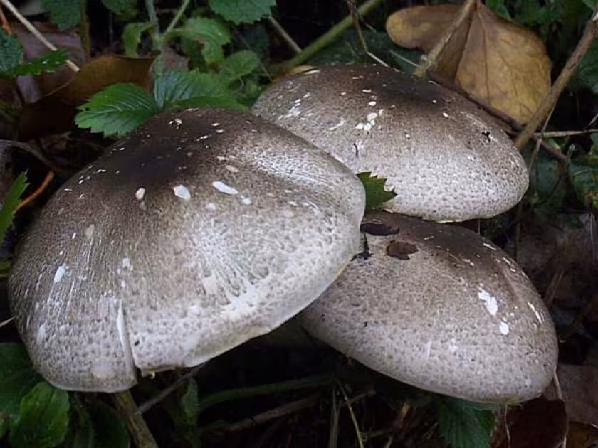 Печериця Мёллера