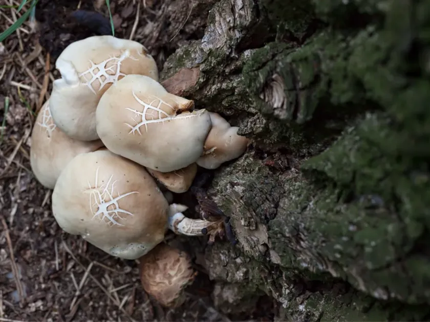 Agrocybe firma