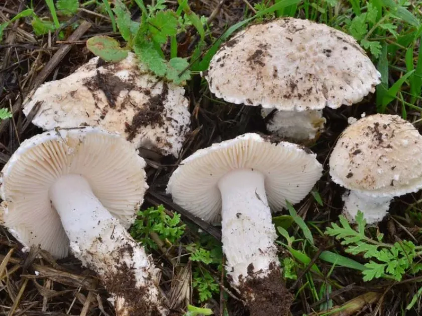 Amanita friabilis