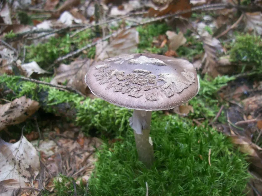 Grey spotted amanita