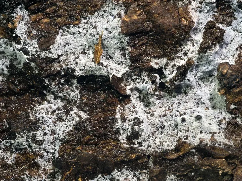 Amaurodon cyaneus