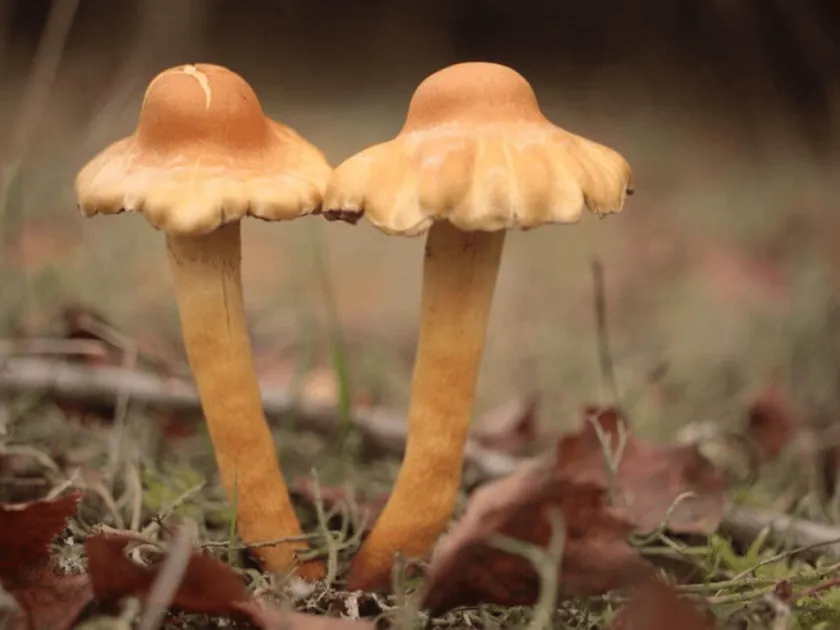 Desarmillaria ectypa
