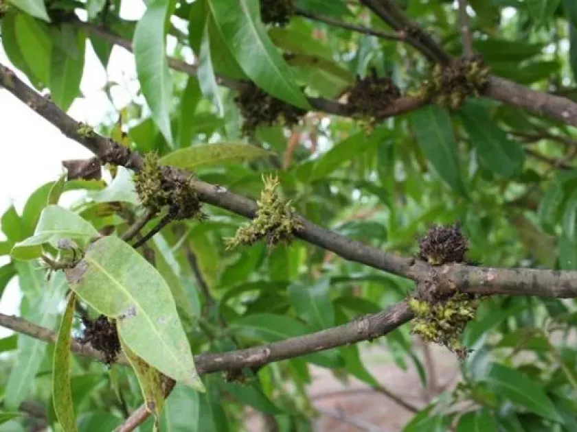 Fusarium wilt of mango