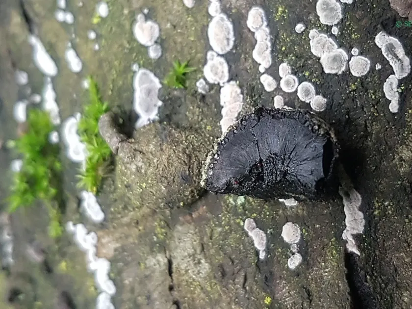 Jackrogersella cohaerens
