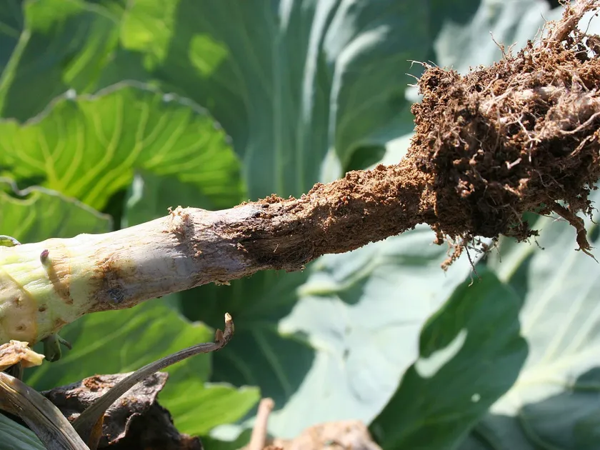 Phytophthora rot of brassicas