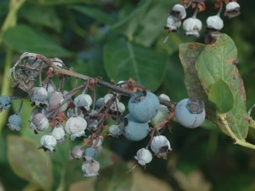 Blueberry powdery mildew