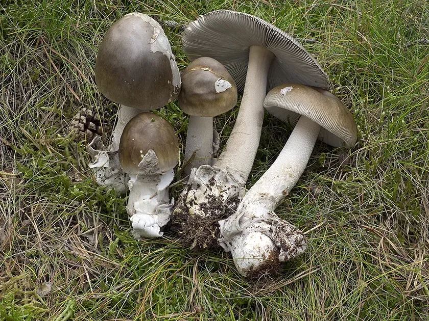 Amanita submembranacea