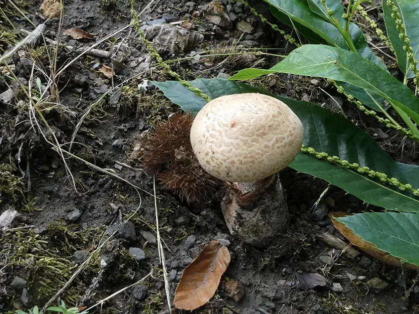 Amanita lepiotoides