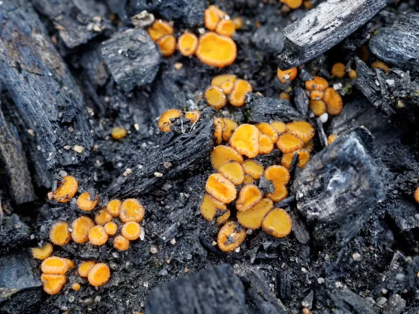 Anthracobia melaloma