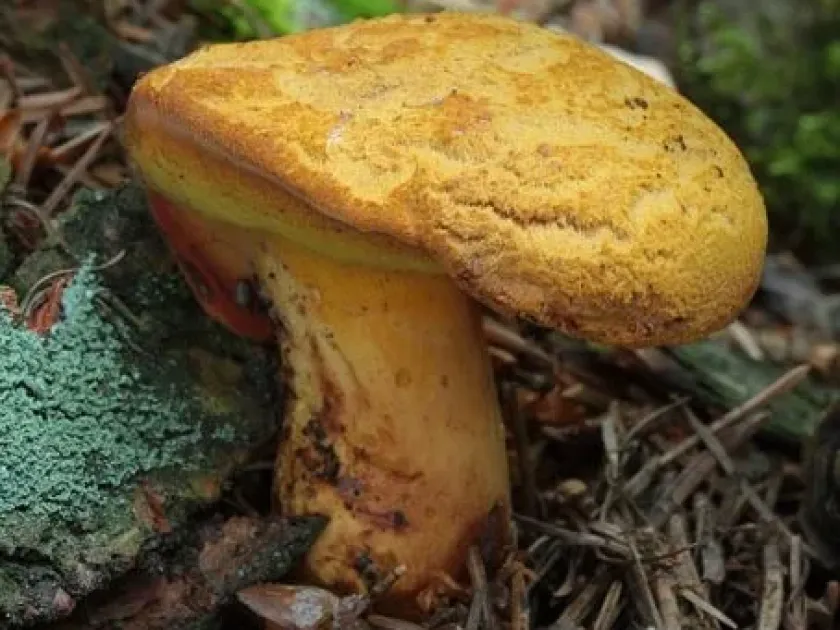 Buchwaldoboletus lignicola