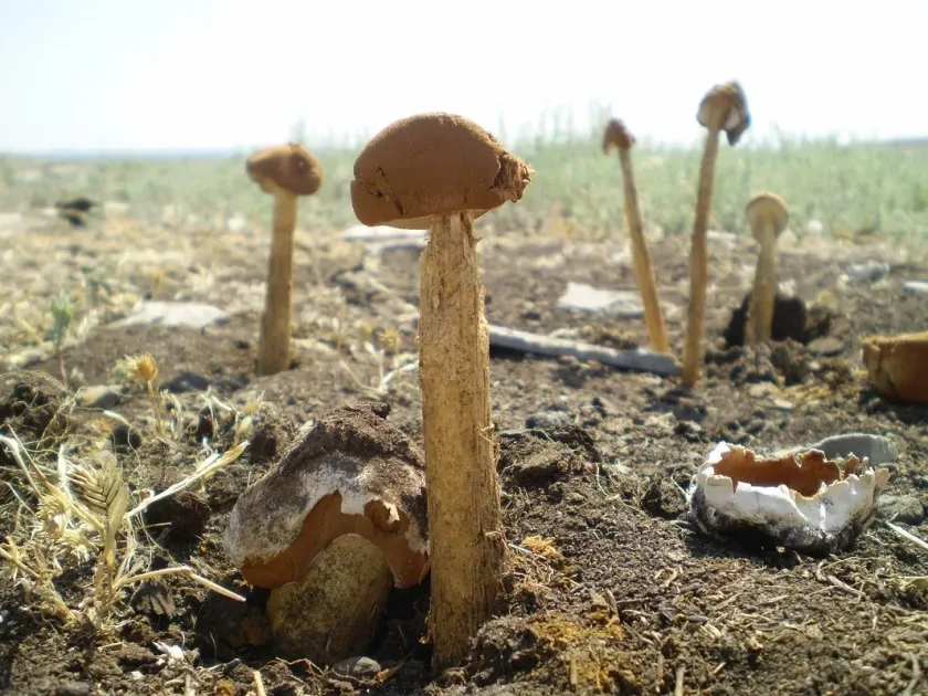 Battarraea stevenii