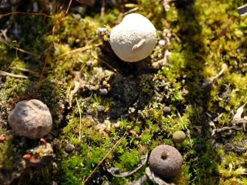 Bovista limosa