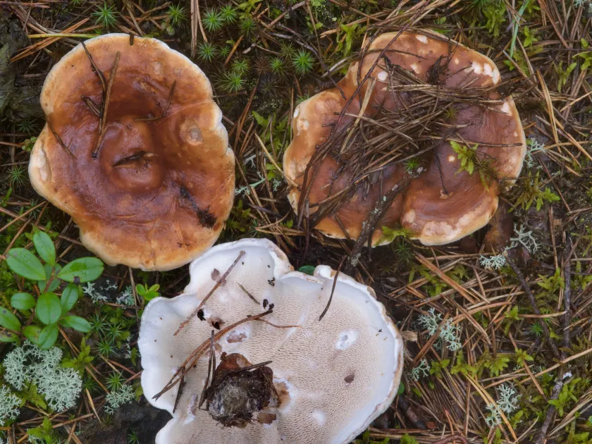 Bankera fuligineoalba