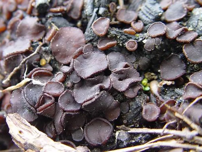 Ascobolus carbonarius