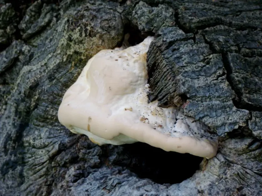 Aurantiporus fissilis