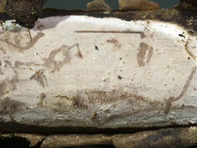 Vuilleminia cystidiata