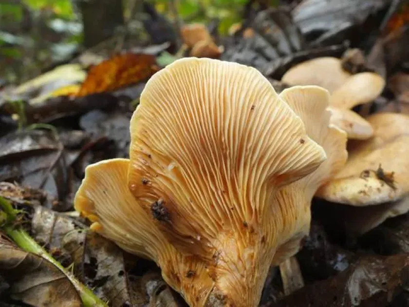Tapinella panuoides