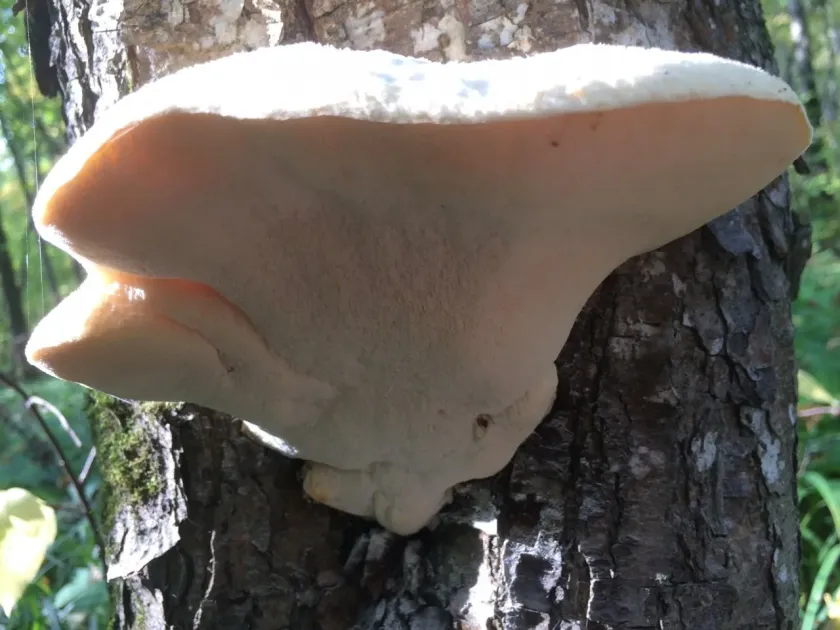 Tyromyces chioneus
