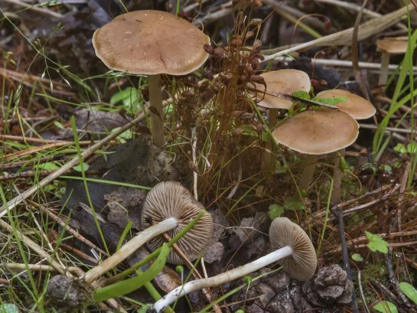 Tephrocybe misera