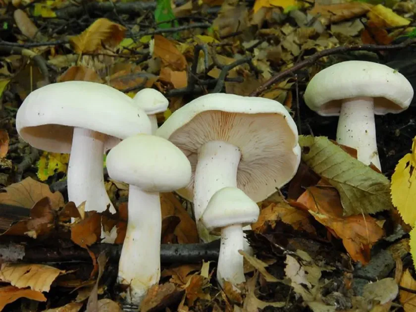Tricholoma album