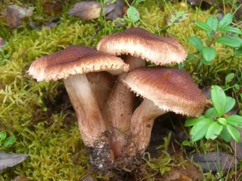 Tricholoma vaccinum