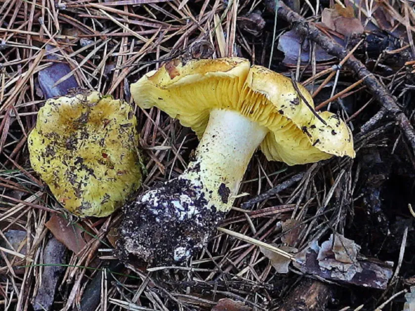 Joachim's Tricholoma