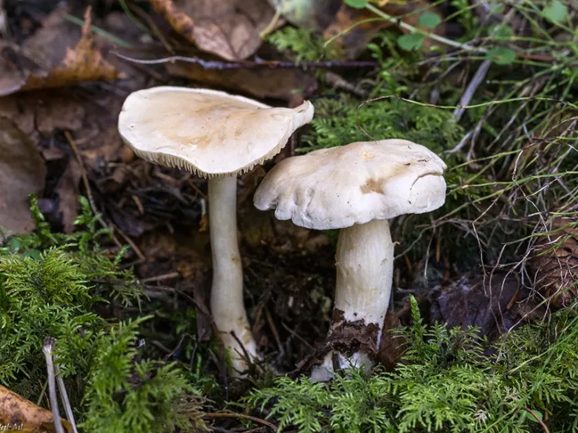 Tricholoma lascivum