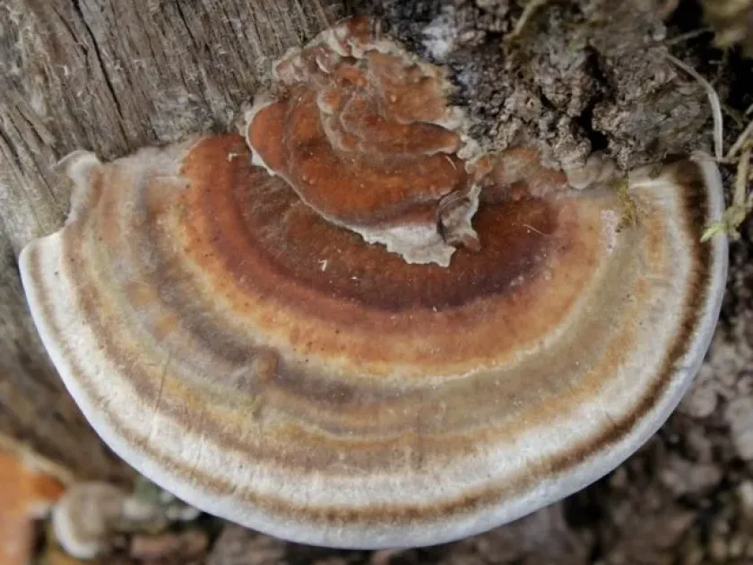 Trametes ochracea